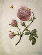 Maria Sibylla Merian Bush Rose with Leafminer Moth,Larva,and Pupa oil on canvas